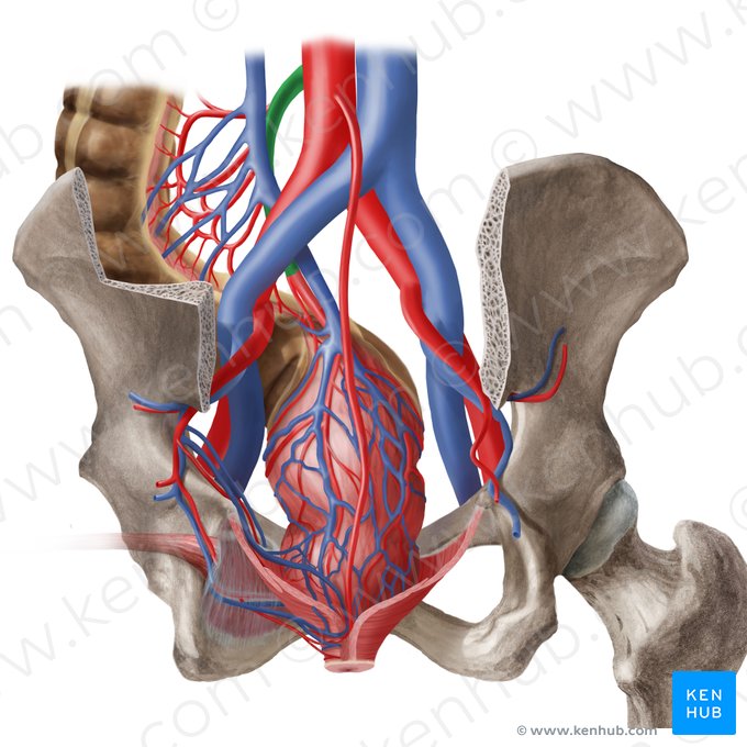 Inferior mesenteric artery (Arteria mesenterica inferior); Image: Begoña Rodriguez