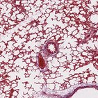 Lung histology