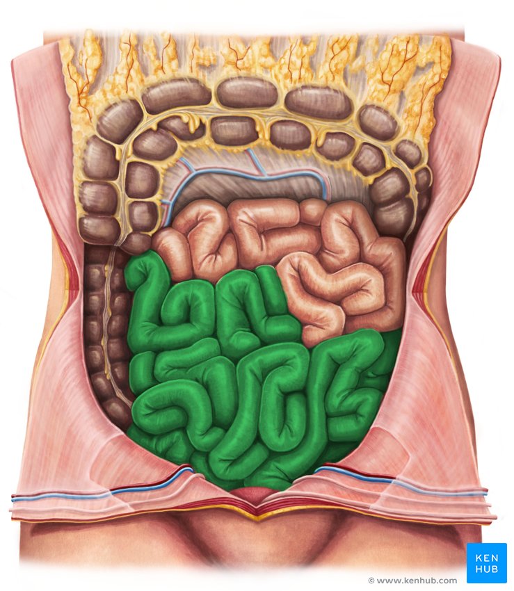 Ileum (jejunal-ileal loops) - ventral view