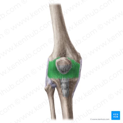 Cápsula articular (Capsula articularis); Imagen: Liene Znotina