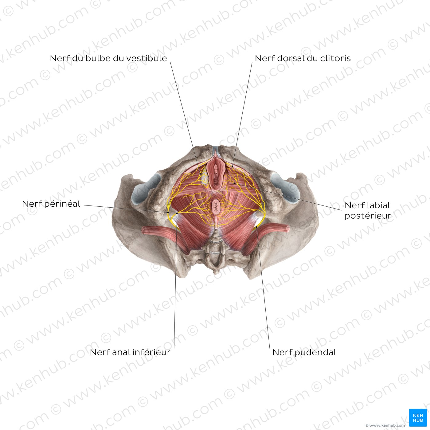 clitoris-localisation-structure-sch-ma-kenhub