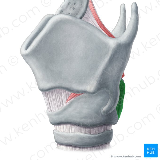 Músculo cricoaritenóideo posterior (Musculus cricoarytenoideus posterior); Imagem: Yousun Koh