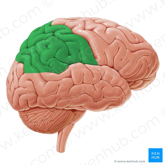 Lobo parietal (Lobus parietalis); Imagem: Paul Kim