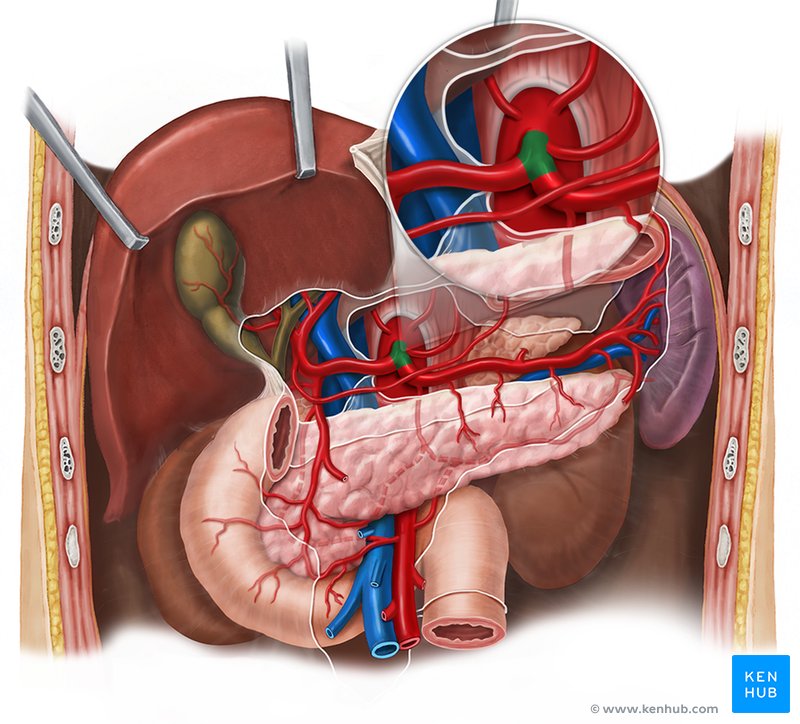 Celiac trunk: Anatomy, branches and function | Kenhub