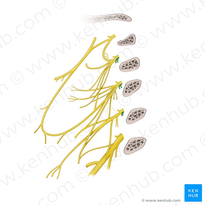 Muscular branches of cervical plexus (longus capitis, longus colli muscles) (Rami musculares plexus cervicalis (musculus longus capitis/colli)); Image: Paul Kim