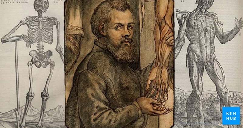 Illustration of Andreas Vesalius