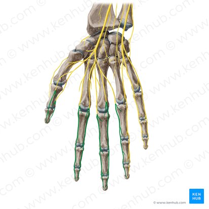 Rami digitales palmares proprii nervi mediani (Eigene Fingeräste des Mittelarmnervs); Bild: Yousun Koh