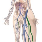 Vena femoralis profunda