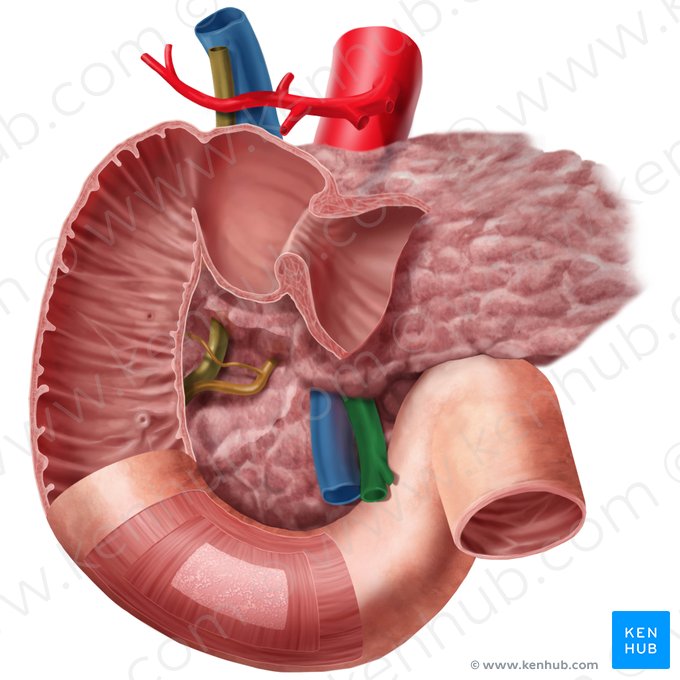 Superior mesenteric artery (Arteria mesenterica superior); Image: Begoña Rodriguez