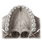 Teeth