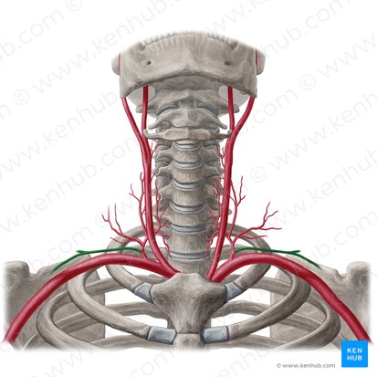 Suprascapular artery (Arteria suprascapularis); Image: Yousun Koh