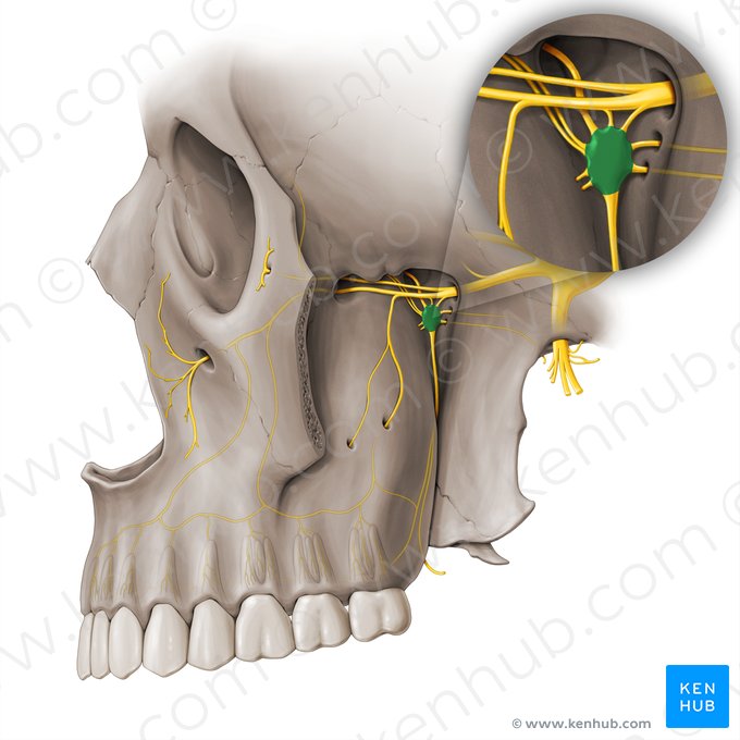 Pterygopalatine ganglion (Ganglion pterygopalatinum); Image: Paul Kim