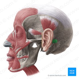 Músculo auricular posterior (Musculus auricularis posterior); Imagem: Yousun Koh