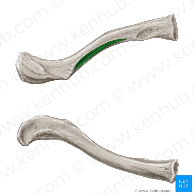 Sulcus musculi subclavii (Rinne des Unterschlüsselbeinmuskels); Bild: Samantha Zimmerman