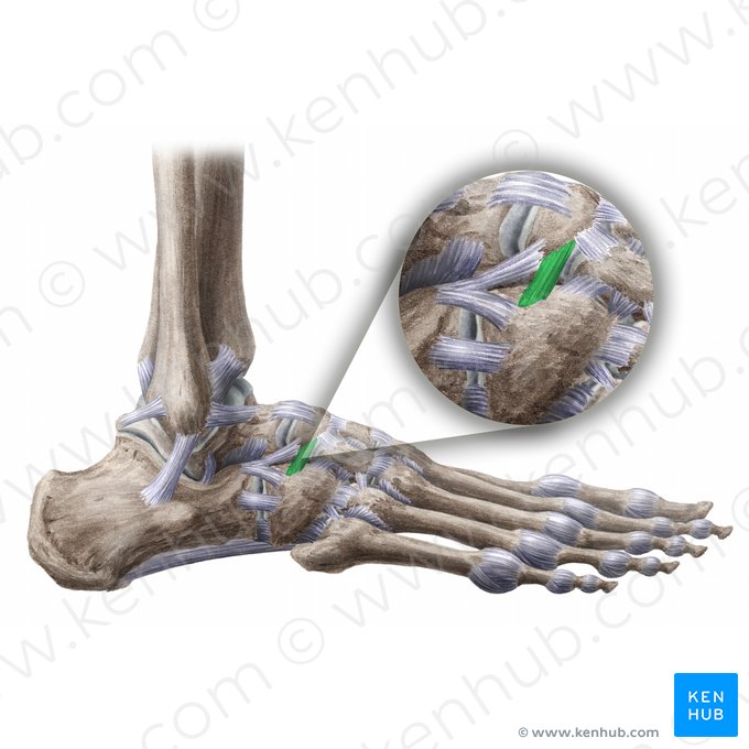 Ligamento cuboideonavicular dorsal (Ligamentum cuboideonaviculare dorsale); Imagem: Liene Znotina