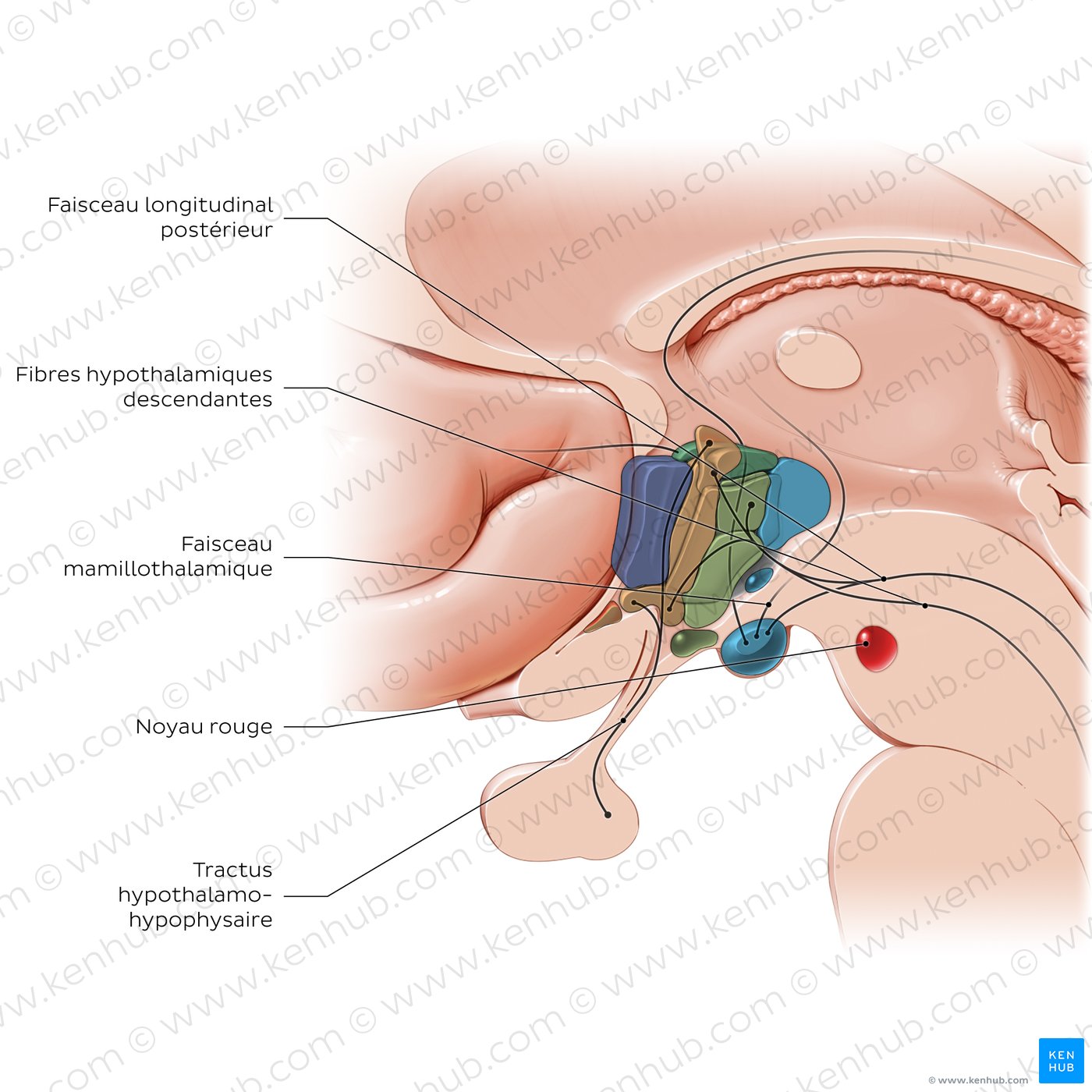 Hypothalamus: tracts