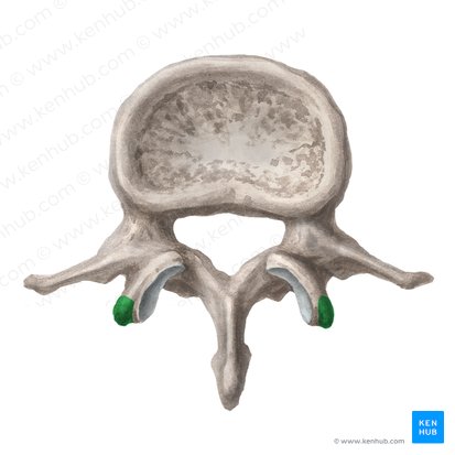 Processus mammillaris vertebrae lumbalis (Zitzenfortsatz des Wirbels); Bild: Liene Znotina
