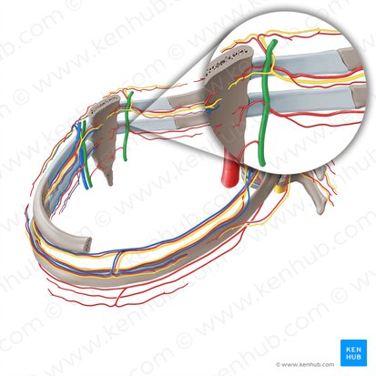Internal thoracic artery (Arteria thoracica interna); Image: Paul Kim