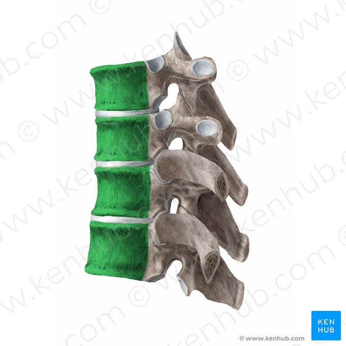 Corpo vertebral (Corpus vertebrae); Imagem: Begoña Rodriguez