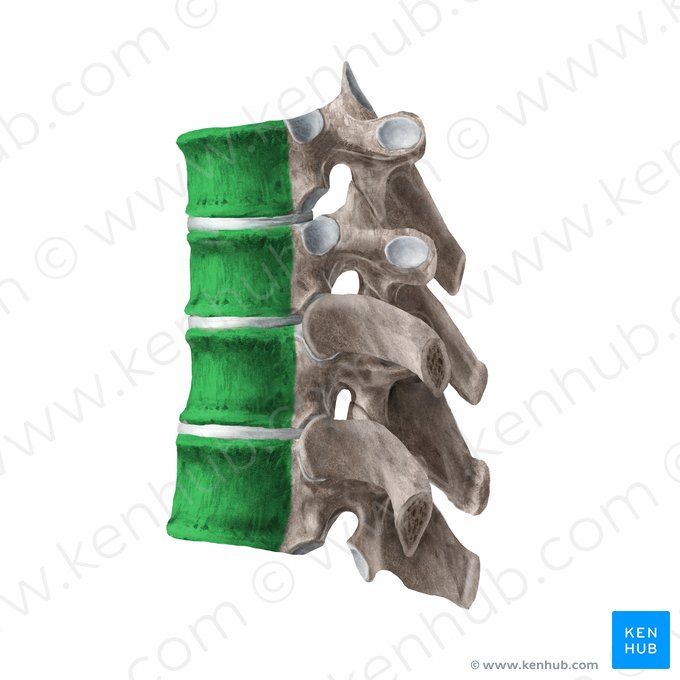 Vertebral body (Corpus vertebrae); Image: Begoña Rodriguez