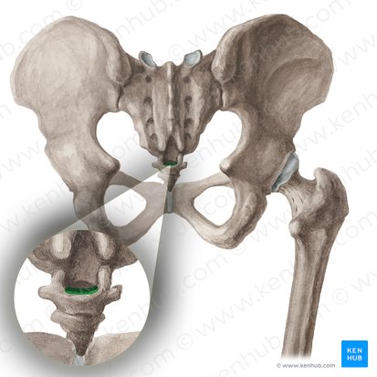 Articulação sacrococcígea (Articulatio sacrococcygea); Imagem: Liene Znotina