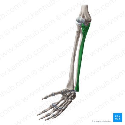 Cara medial de la ulna (Facies medialis ulnae); Imagen: Yousun Koh