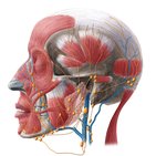 Occipital lymph nodes