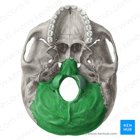 Occipital bone (Os occipitale); Image: Yousun Koh