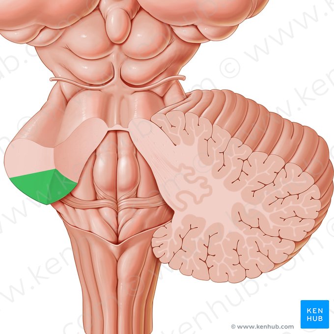 Inferior cerebellar peduncle (Pedunculus cerebellaris inferior); Image: Paul Kim