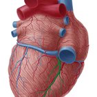 Middle cardiac vein