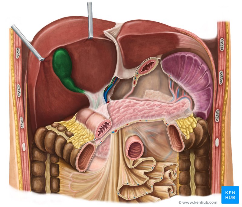 Gallbladder - ventral view