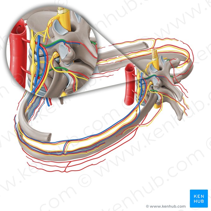 Ramus dorsalis arteriae intercostalis posterioris (Rückseitiger Ast der hinteren Zwischenrippenarterie); Bild: Paul Kim