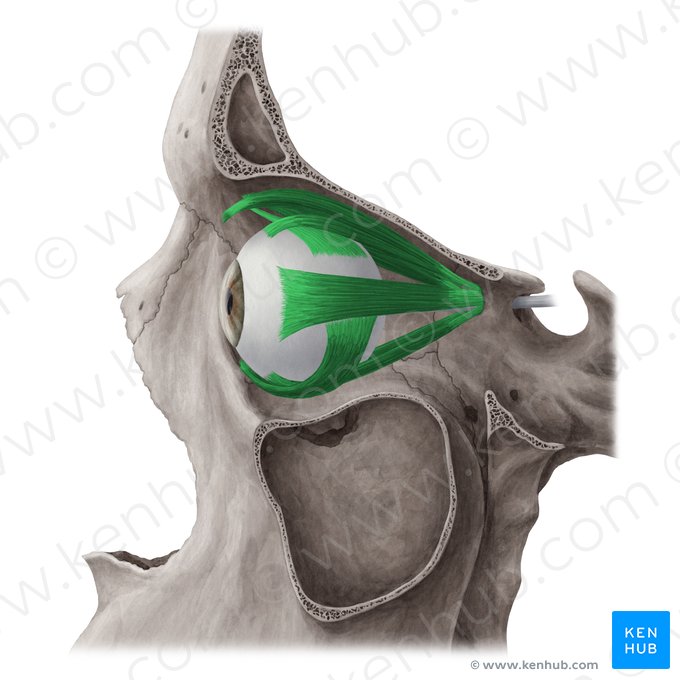 Músculos del globo ocular (Musculi externi bulbi oculi); Imagen: Yousun Koh