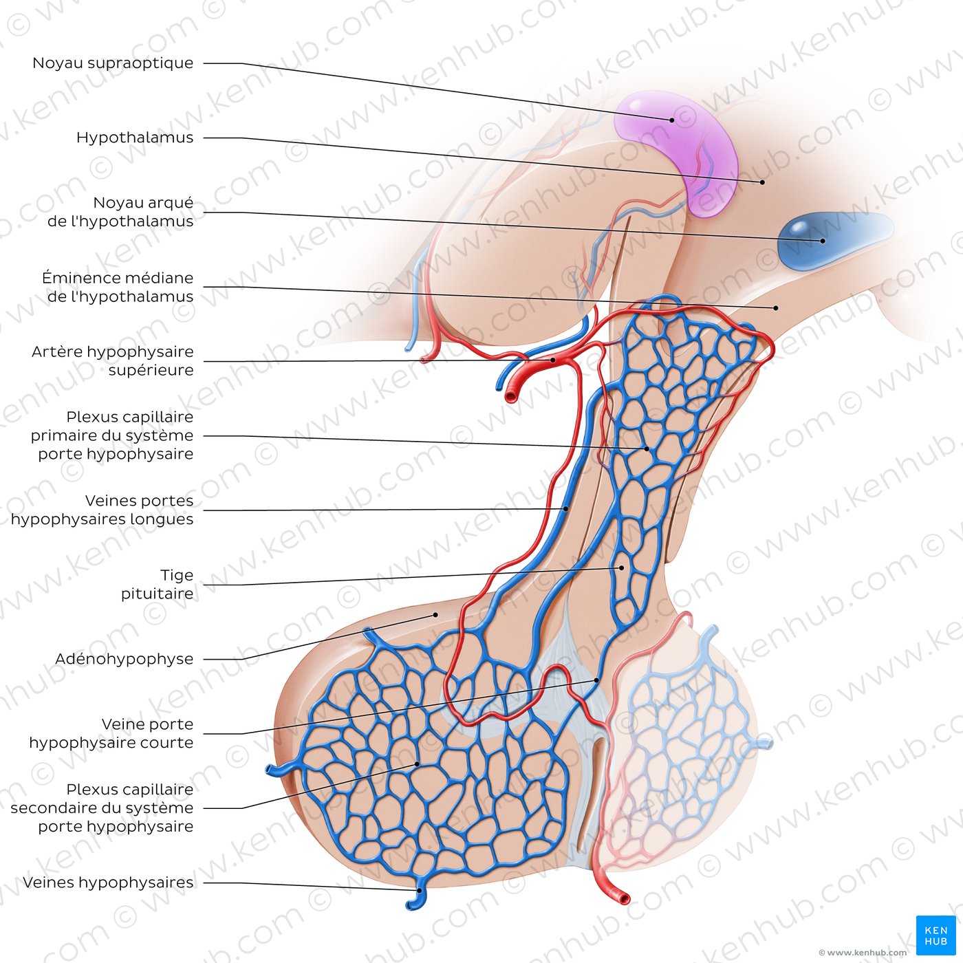 Hypophyseal portal system: Overview