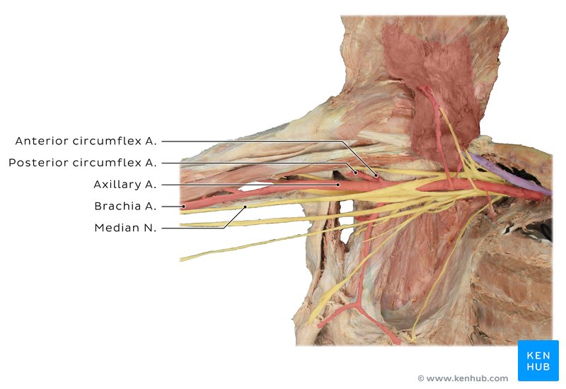 Anterior and posterior circumflex humeral arteries