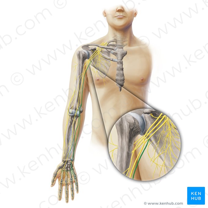 Nervio ulnar (Nervus ulnaris); Imagen: Paul Kim