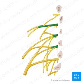 Rami anteriores nervorum spinalium L1-L3 (Vordere Äste der Spinalnerven L1-L3); Bild: Begoña Rodriguez