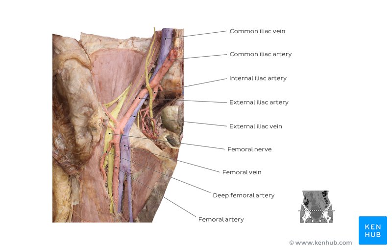 Iliac and femoral nerves and vessels