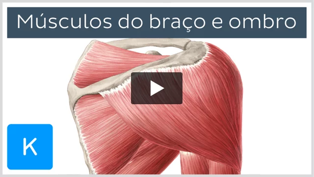 biceps e triceps diferença