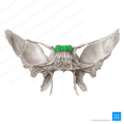Dorsum sellae ossis sphenoidalis (Sattellehne des Keilbeins); Bild: Samantha Zimmerman