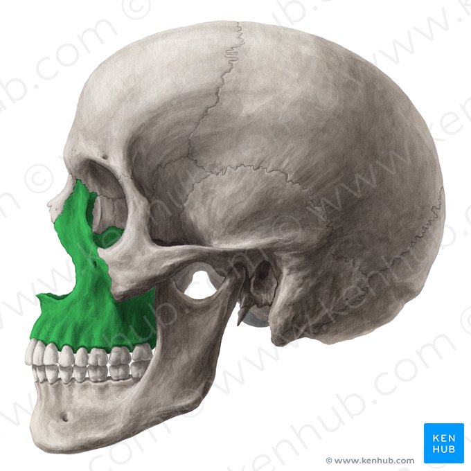 Maxilla; Image: Yousun Koh