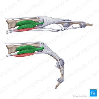 Dorsal interossei muscles of hand (Musculi interossei dorsales manus); Image: Paul Kim