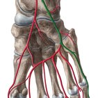 Arteria plantaris lateralis