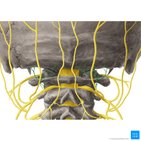 Suboccipital nerve