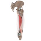 Biceps femoris muscle (3D)