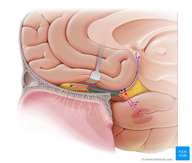 Olfactory tract - medial view