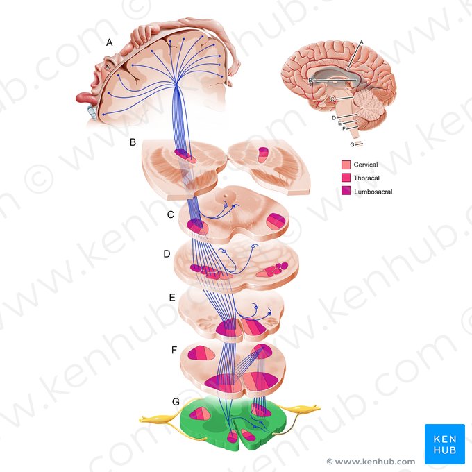 Spinal cord (Medulla spinalis); Image: Paul Kim