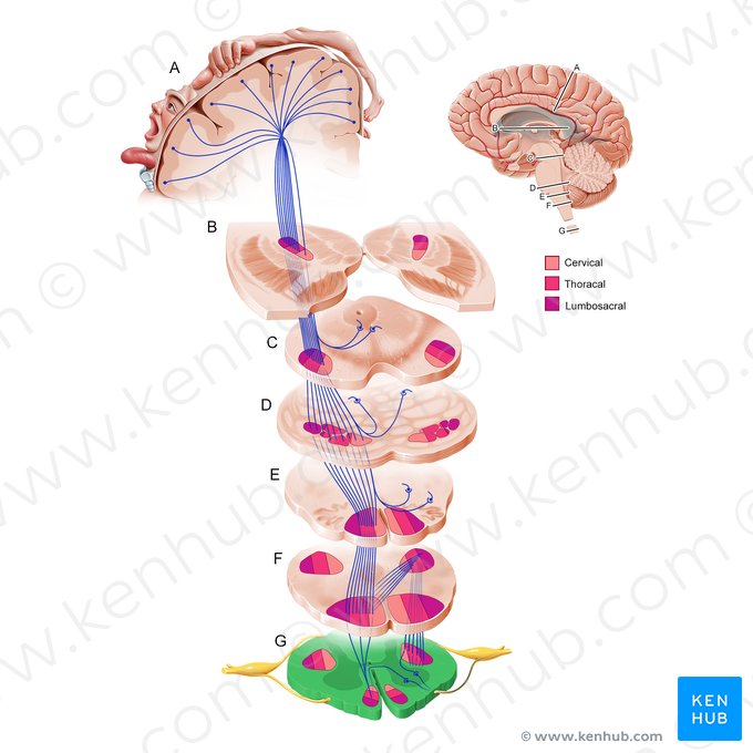 Medula espinal (Medulla spinalis); Imagem: Paul Kim