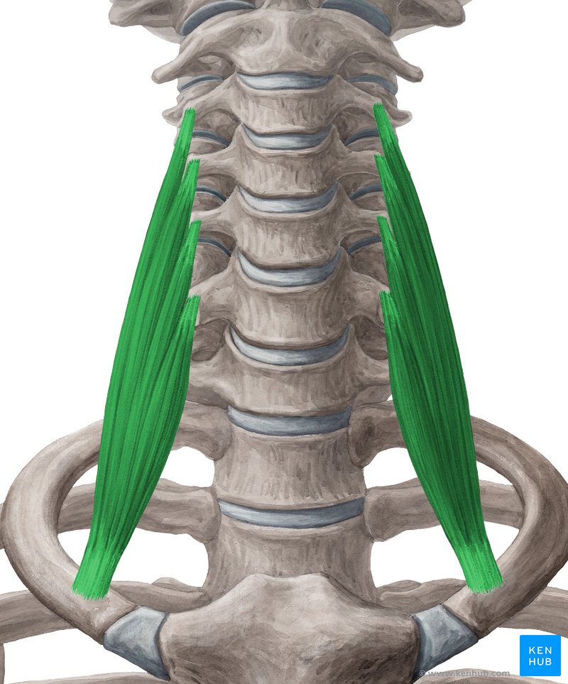 Rectus capitis posterior