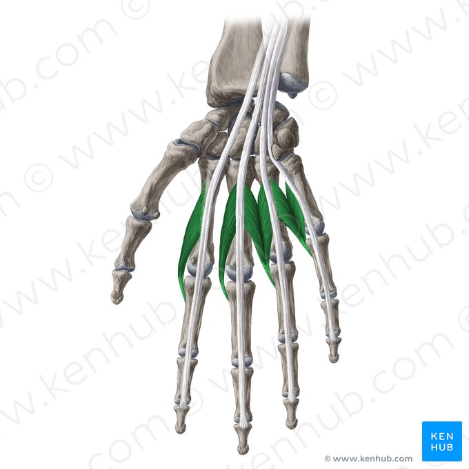 Músculos lumbricais da mão (Musculi lumbricales manus); Imagem: Yousun Koh